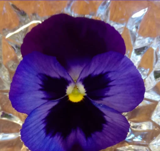 flor essencial floral violeta